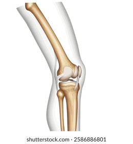 Human anatomy and arthritis model