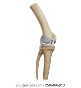 Human anatomy and arthritis model