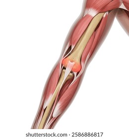 Human anatomy and arthritis model