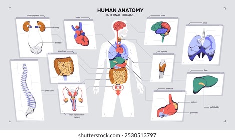 Human anatomy banner. Design of male body anatomical chart. Diagram of man with internal organs: heart, brain, lungs, intestine and reproductive, nervous, urinary systems. Flat vector illustration