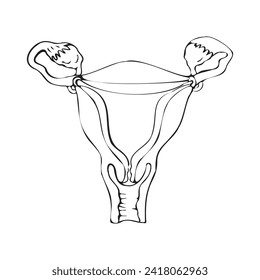 Human anatomy. Black line drawing of uterus, sketch. Medical diagram, poster. Vector illustration