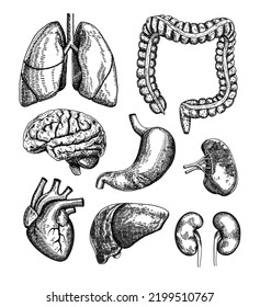 Human anatomy body internal organs engraved illustrations set. Hand drawn sketch, brain, lungs, heart, liver, kidneys, colon, stomach, and bladder. Anatomy, surgery. Vector illustration