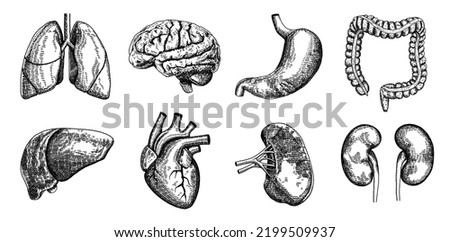 Human anatomy body internal organs engraved illustrations set. Hand drawn sketch, brain, lungs, heart, liver, kidneys, colon, stomach, and bladder. Anatomy, surgery. Vector illustration