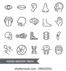 Human anatomy body parts detailed icons set. Vector illustration
