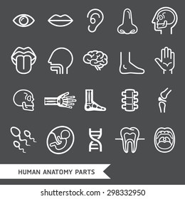 Human Anatomy Body Parts Detailed Icons Set. Vector Illustration