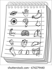 Human anatomy body parts detailed icons set on notebook background. Vector illustration.