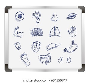 Human anatomy body parts detailed icons set on flip chart background. Vector illustration.