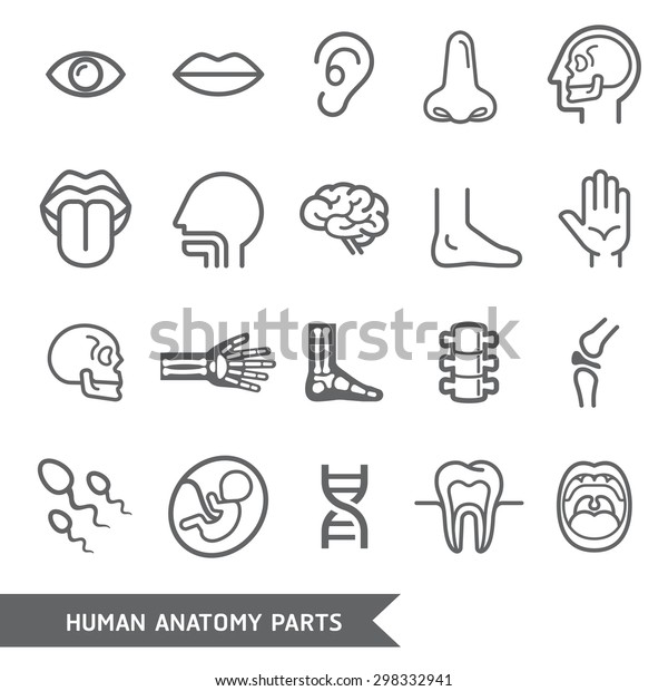 Human anatomy body parts detailed icons set.
Vector illustration