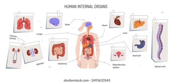 Human anatomy, body parts, internal organs infographic. Female anatomical sheme with brain, heart, intestines, stomach and reproductive system. Flat vector illustration isolated on white background