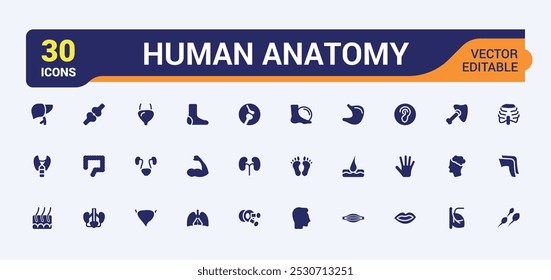 Anatomia Humana Ou Partes do Corpo Humano Conjunto de ícones sólidos. Relacionado com órgão de estilo preenchido, mão, cérebro, nariz e muito mais. Coleção de ícones editáveis e perfeitos em pixels. Ilustração vetorial.