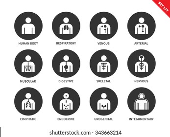 Human Anatomy and Body Systems vector icons set of lymphatic, integumentary, urogenital, endocrine, respiratory, nervous and others insignia. Isolated on white background