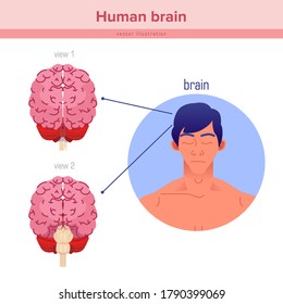 Anatomie des Menschen. Menschliches Gehirn. Vorder- und Rückseite. Der Kopf eines Mannes. Innere gesunde Organe.
