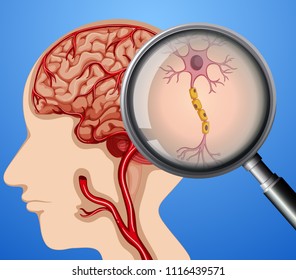 Human Anatomy of Brain Neuron Nerves illustration