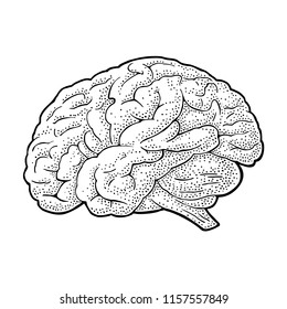 Human anatomy brain. Vector black vintage engraving illustration isolated on a white background. Hand drawn design element for label, poster, web, poster, info graphic.