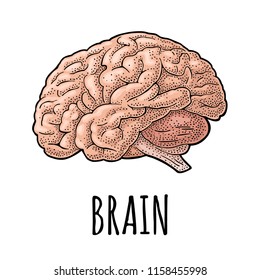 Human anatomy brain. Vector color vintage engraving illustration isolated on a white background. Hand drawn design element for label, poster, web, poster, info graphic.