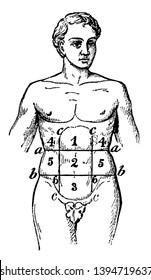 In human anatomy certain regions into which the abdomen is arbitrarily divided for the purpose of mapping its surface with reference to the viscera vintage line drawing or engraving illustration.