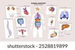 Human anatomy chart. Graph of female body with internal organs- heart, brain, lungs, intestine, reproductive system. Design of banner with anatomical diagram of woman. Flat vector illustration