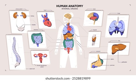 Gráfico de anatomía humana. Gráfico del cuerpo femenino con órganos internos: corazón, cerebro, pulmones, intestino, sistema reproductivo. Diseño de Anuncio con diagrama anatómico de mujer. Ilustración vectorial plana