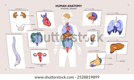 Human anatomy chart. Graph of female body with internal organs- heart, brain, lungs, intestine, reproductive system. Design of banner with anatomical diagram of woman. Flat vector illustration