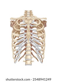 Anatomia humana. Tórax. Ilustração vetorial. Ossos realistas do tórax humano sobre fundo branco.
