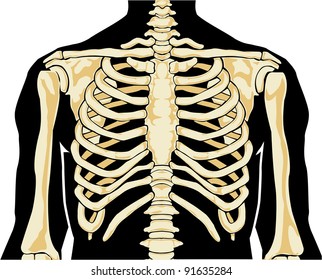 Human anatomy. Chest. Vector illustration.