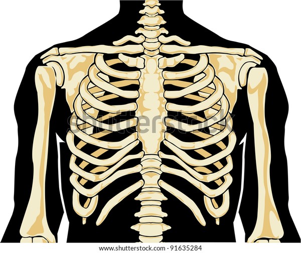 Anatomy Of Chest Bone : Thorax Anatomy Wall Cavity Organs