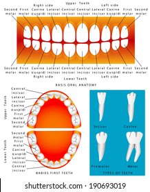 Human - Anatomy Of Children Teeth. Baby Teething Chart, Dental Titles. Illustration For Children Dentistry And Orthodontics, For Basic Medical Education, For Clinics & Schools