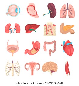 Human anatomy color vector icon set. Flat design