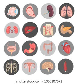 Human anatomy color vector icon set. Flat design
