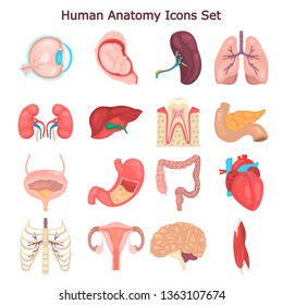 Internal Organs Human Flat Icons Set Stock Illustration 1012770718