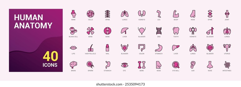 Human Anatomy colorful set of web icons in line style. Contains such icons as anatomical, organs, anatomy, body, bone and more. Editable vector illustration. Icon names are written in English.