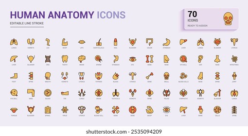 Conjunto colorido de anatomía humana de iconos web en estilo de línea. Contiene iconos como anatómicos, órganos, anatomía, cuerpo, hueso y más. Ilustración vectorial editable. Los nombres de los iconos están escritos en inglés.