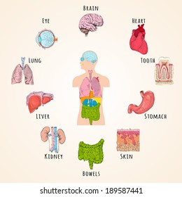 Human anatomy concept with body silhouette and organs icons isolated vector illustration