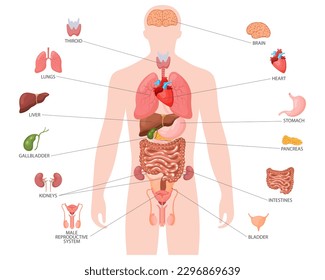 Human anatomy concept. Infographic poster with the internal organs of the male body. Respiratory, digestive, reproductive, cardiac systems. Banner, vector