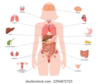 Concepto de anatomía humana. Afiche gráfico con los órganos internos del cuerpo femenino. Sistemas respiratorios, digestivos, reproductivos, cardíacos. Banner, vector