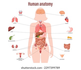 Konzept der menschlichen Anatomie. Infografisches Poster mit den inneren Organen des weiblichen Körpers. Erkrankungen der Atemwege, des Verdauungsapparates, der Fortpflanzungsorgane und des Herzens. Banner, Vektorgrafik