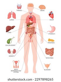 Konzept der menschlichen Anatomie. Infografisches Poster mit den inneren Organen des männlichen Körpers. Erkrankungen der Atemwege, des Verdauungsapparates, der Fortpflanzungsorgane und des Herzens. Banner, Vektorgrafik