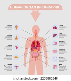 Human anatomy concept. Male body with set of internal organs. Intestine, heart, liver and stomach. Medicine and science concept