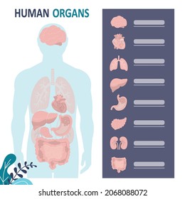 Concepto de anatomía humana. Hombre con órganos internos marcados. Infografías médicas. Hígado, pulmones y cerebro. Diagrama de la disposición de los órganos en el cuerpo. Estructura interna de la persona. Ilustración vectorial plana