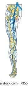 human anatomy. deep and superficial leg veins. vector drawing