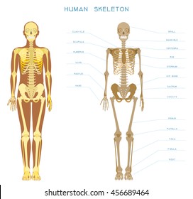 Human anatomy. Detailed skeleton of a full-length, front view.