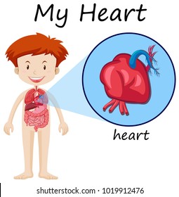 Human Anatomy Diagram Boy Heart Illustration Stock Vector Royalty Free