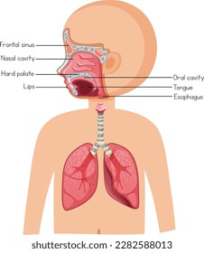 Human anatomy diagram cartoon style illustration