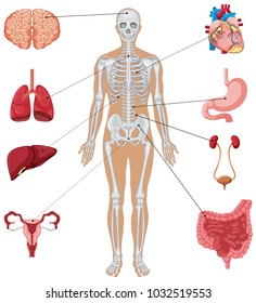 Anatomie des Menschen mit verschiedenen internen Organgrafiken