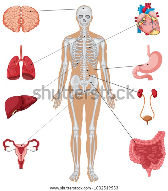 Human Anatomy Different Internal Organs Illustration 库存矢量图（免版税）1032519553