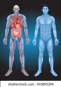 Anatomie des Menschen mit verschiedenen Organgrafiken