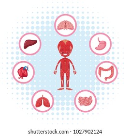 Anatomía humana con diferentes órganos en la ilustración de afiches