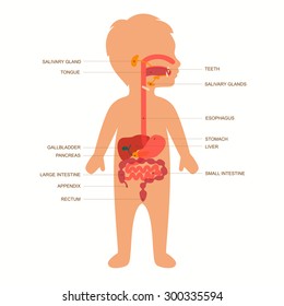 human anatomy digestive system, child stomach vector illustration 