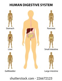 Human anatomy. Digestive System. organs highlighted on the silhouette of a human. Detailed diagram of various human organs: liver, colon, pancreas, intestine, stomach.