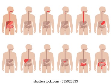 Human Anatomy Digestive System, Stomach Vector Illustration 